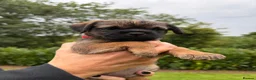 Border Terrier dogs for sale: 2 x Border Terrier Bitches.   - Advert 10