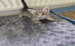 Mixed Breed cats for sale: Kittens - Image 4