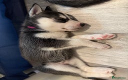 Siberian Husky dogs for sale: Strong Chunky Siberian Husky puppy’s  - Image 21