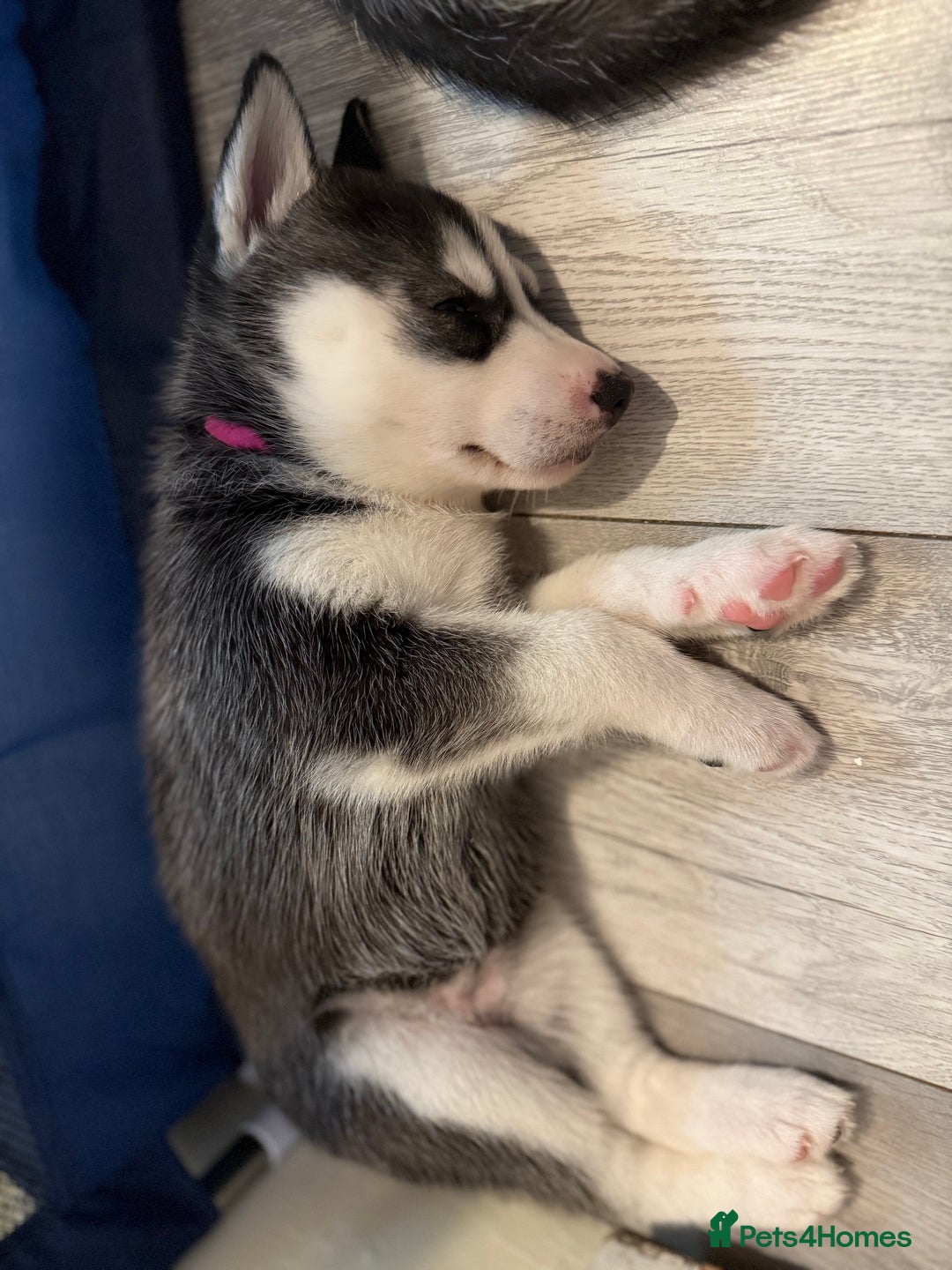 Siberian Husky dogs for sale: Strong Chunky Siberian Husky puppy’s  - Image 21