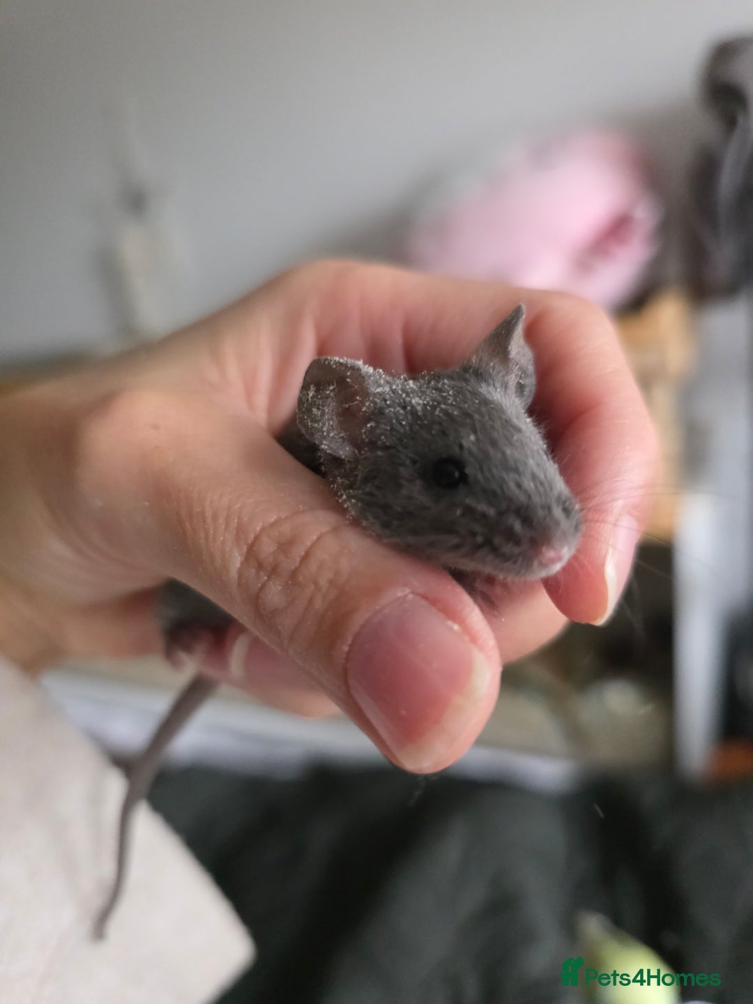 Mouse rodents for sale: 2 boys available  - Advert 4