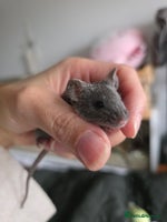 Mouse rodents - Advert 2