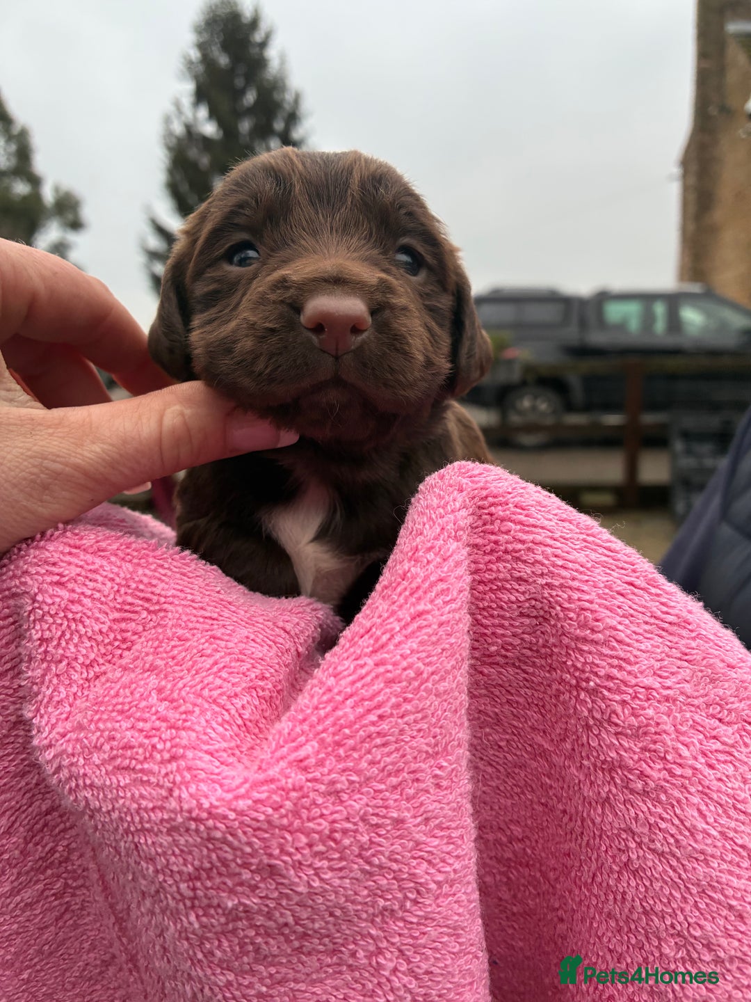 Cocker Spaniel dogs for sale: True working Cocker Spaniels docked  - Advert 11