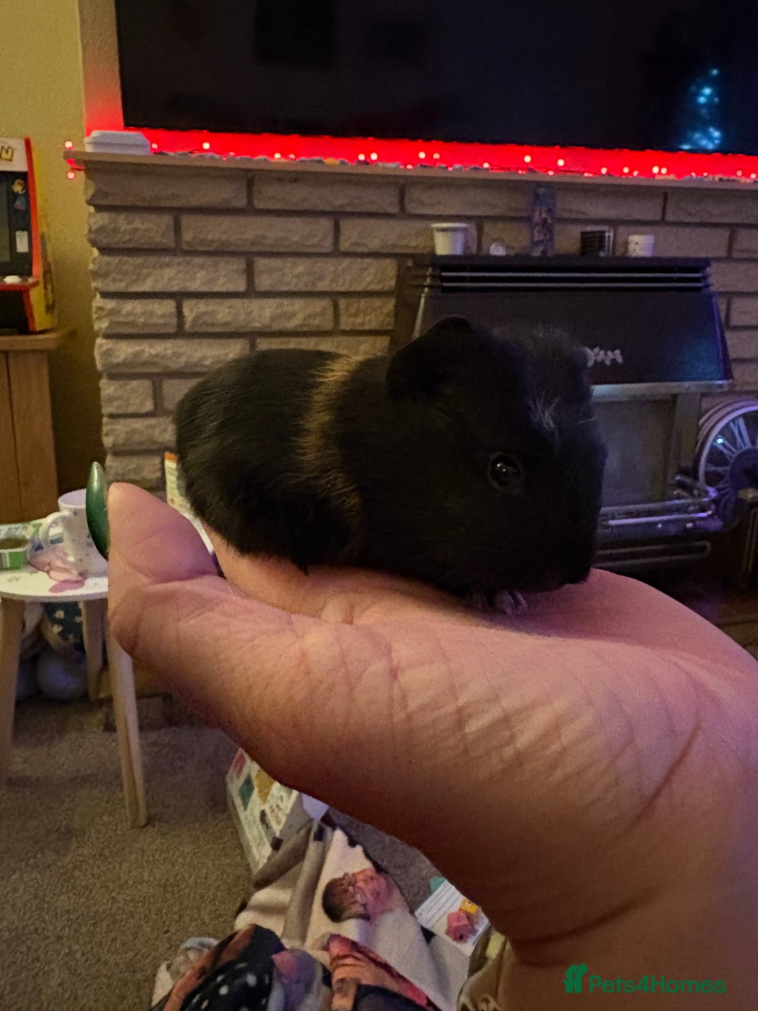 Guinea Pig rodents for sale: 2 female guinea pigs  - Advert 1
