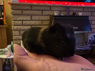 Guinea Pig rodents 2 female guinea pigs - Advert 2