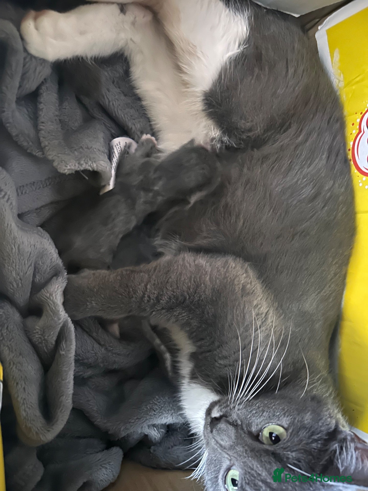 Mixed Breed cats Female kitten  - Advert 2