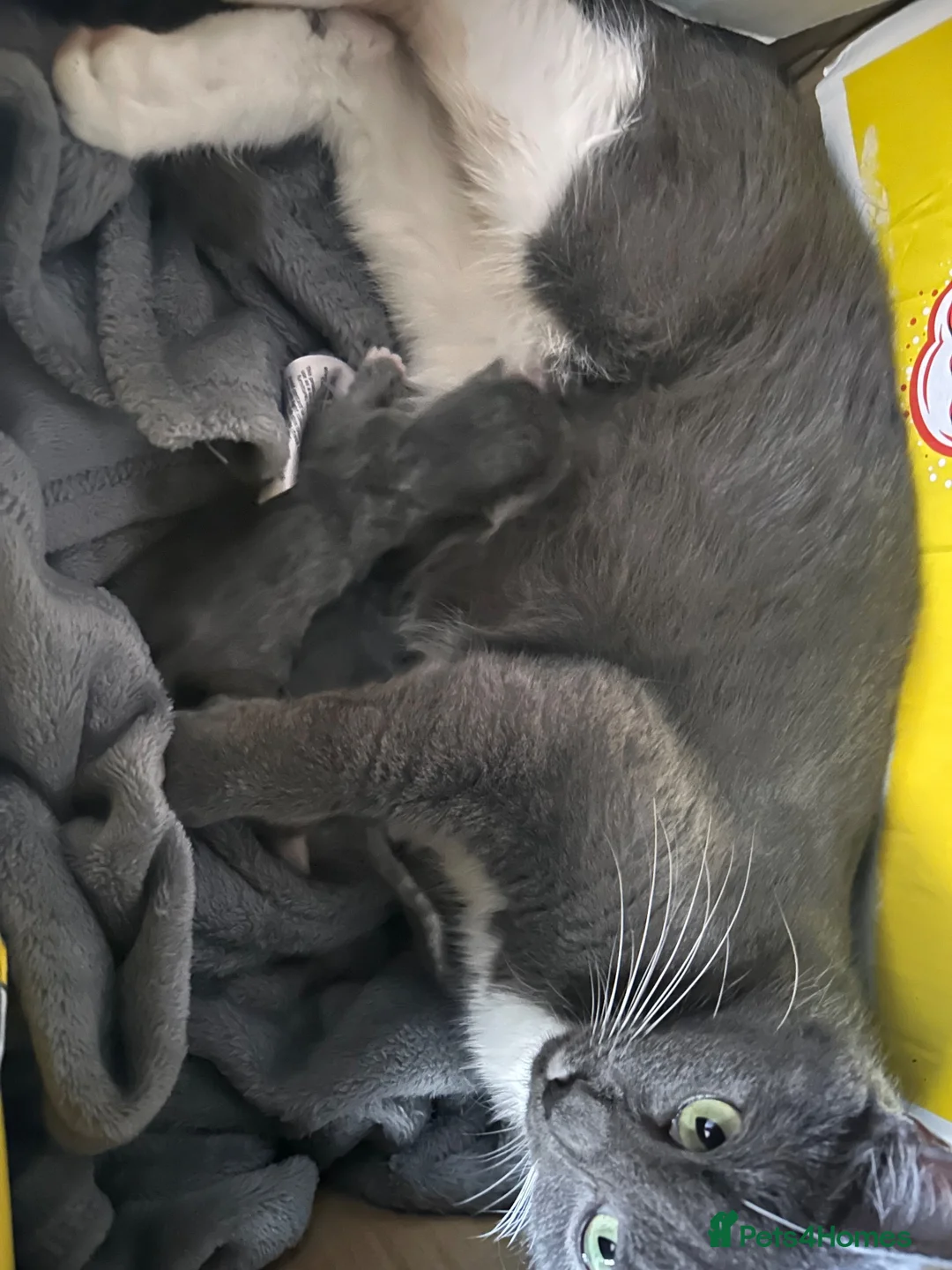 Mixed Breed cats for sale: Female kitten  - Advert 1