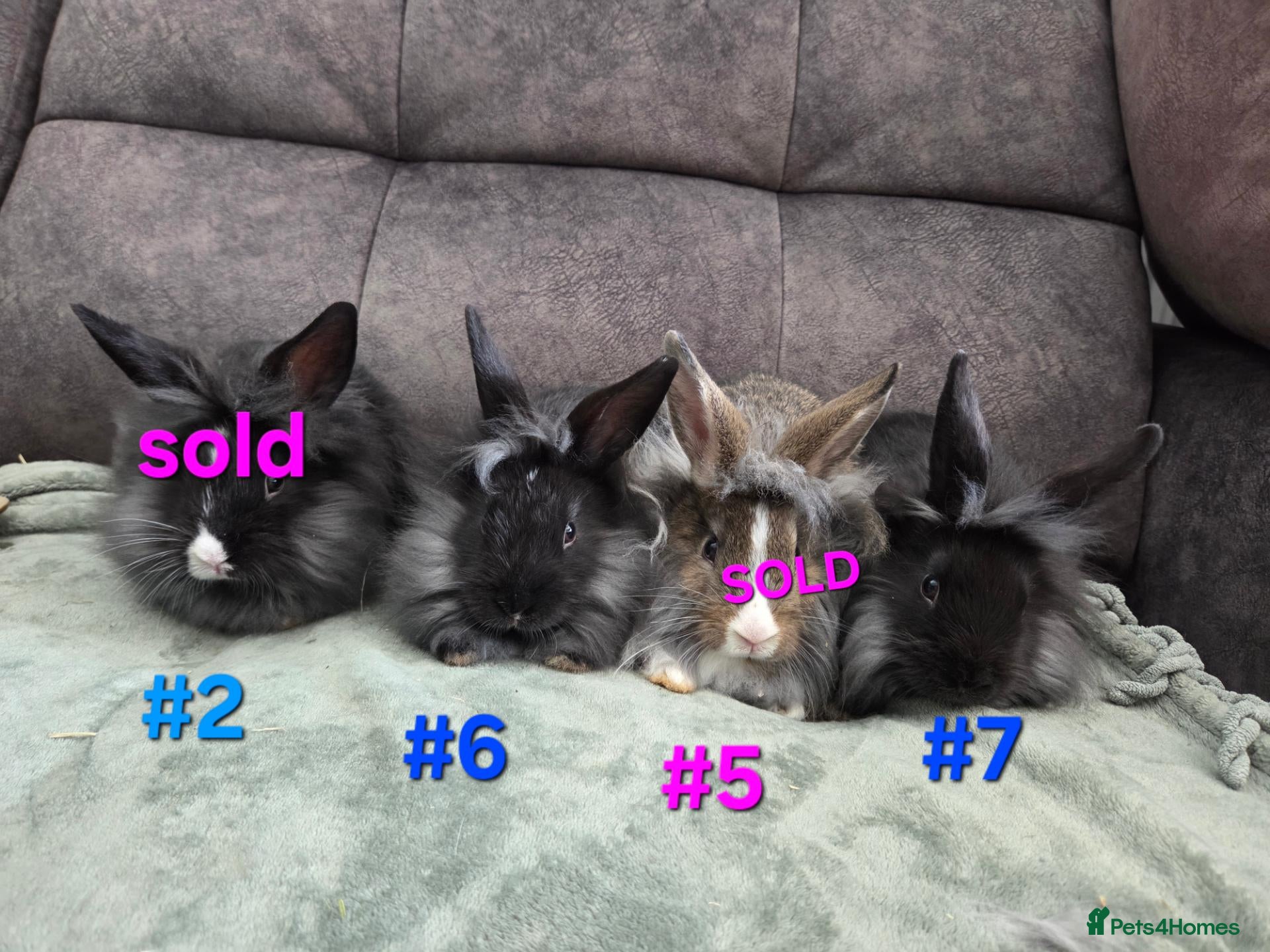 Lionhead rabbits Lion head babies very fluffy & tame ☆READY NOW - Advert 1
