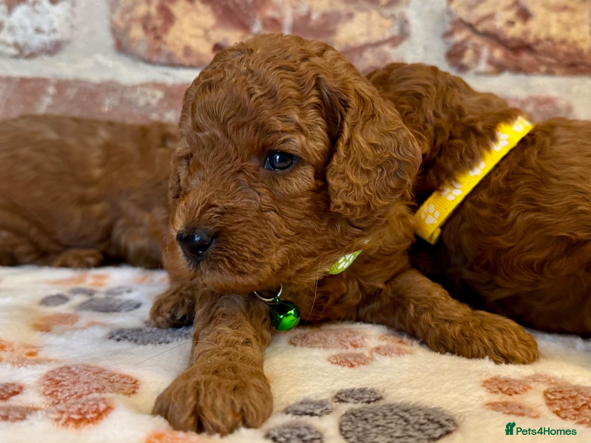 Cockapoo dogs F1b solid red cockapoos 🐾 - Advert 18