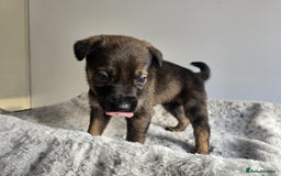 Mixed Breed dogs for sale: German Shepherd cross American bulldog puppies - Image 16