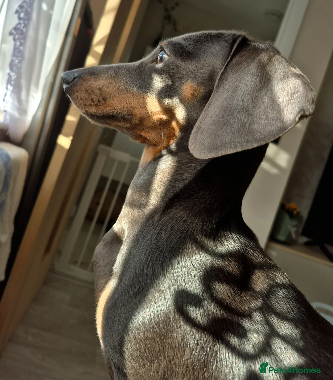 Dachshund dogs for sale: Maverick  - Advert 7