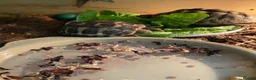 Hermann Tortoise reptiles for sale: Two beautiful Hermann tortoises  in Canterbury - Advert 4