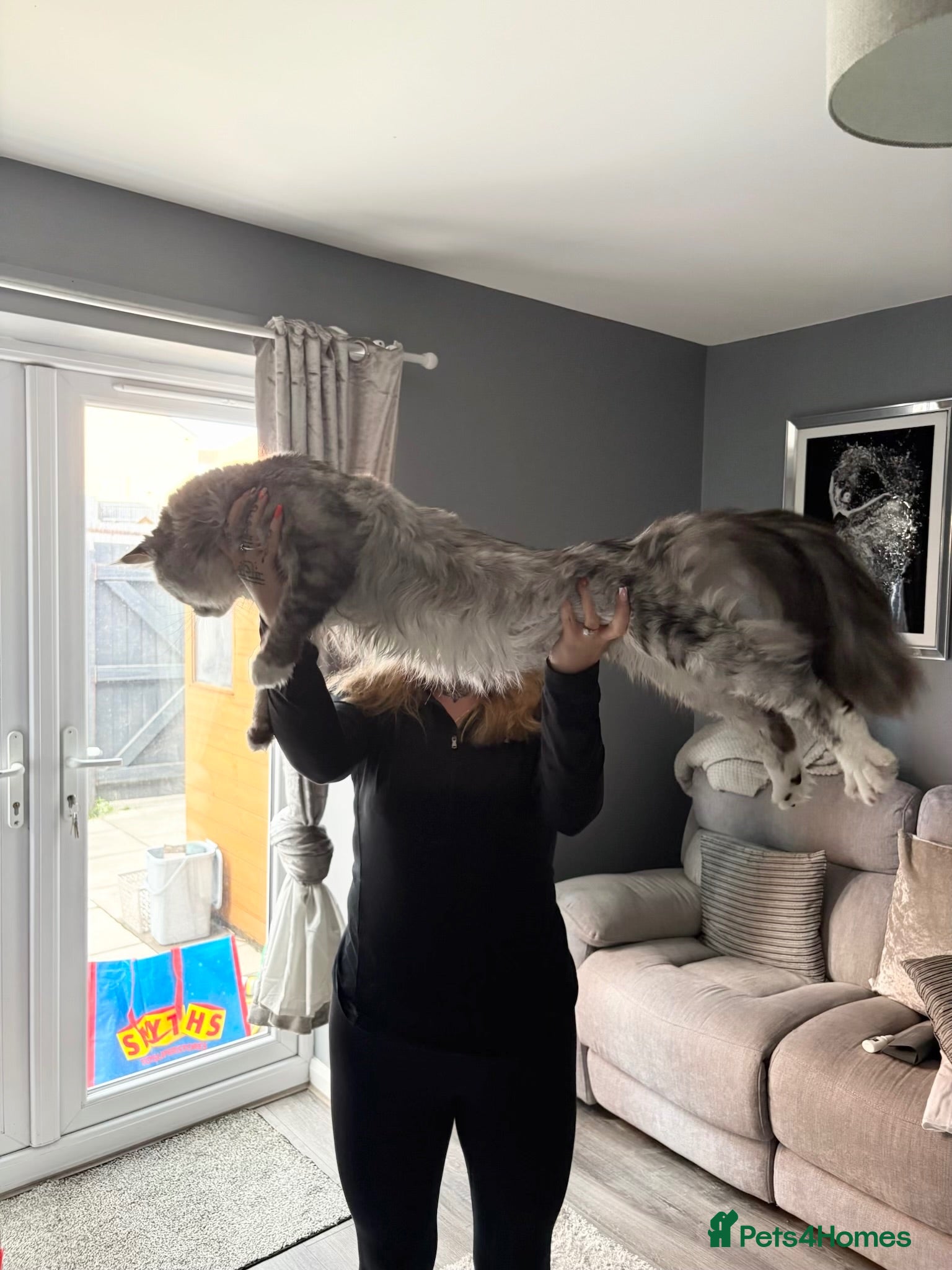 Maine Coon cats Our beautiful boy is for sale - Advert 3