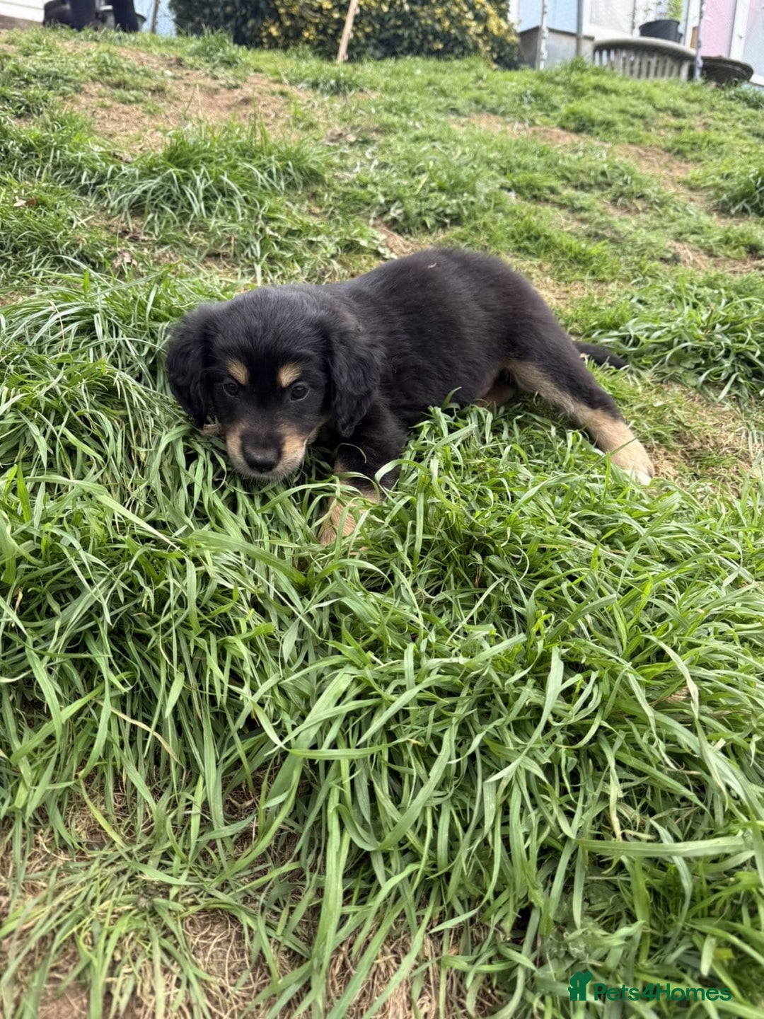 Mixed Breed dogs for sale: Golden Retrievers X Red & White Boarder Collie - Image 10