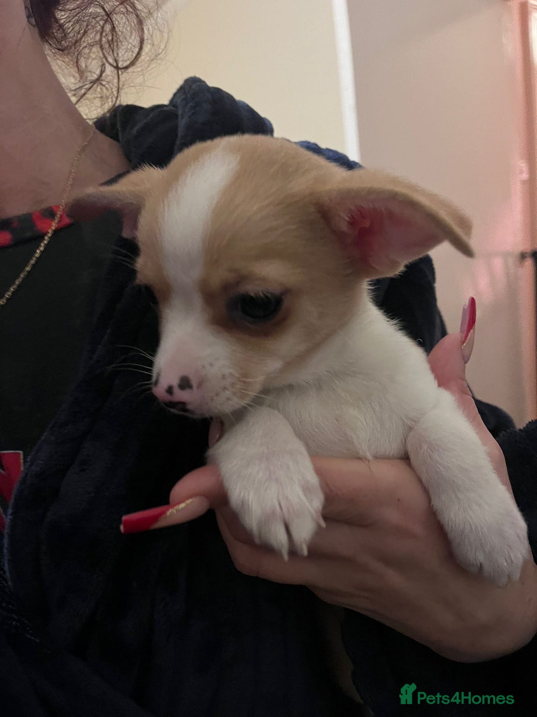 Chihuahua dogs for sale: Two male chihuahuas  - Advert 8