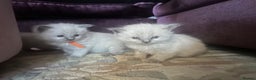 Ragdoll cats for sale: Ragdoll blue point kittens  - Advert 2