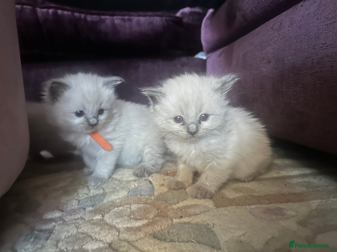 Ragdoll cats for sale: Ragdoll blue point kittens  - Advert 2
