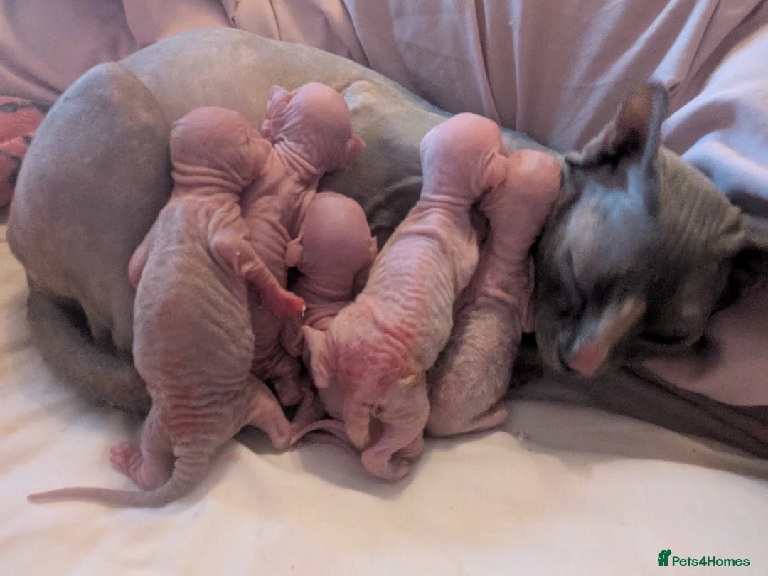 Sphynx cats for sale: Sphinx kittens  - Advert 2