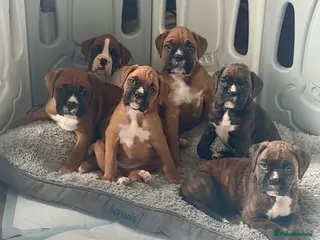 Boxer dogs Beautiful litter of 6 Pedigree Boxer Puppies - Advert 7