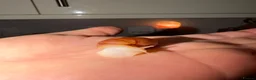 Snails invertebrates for sale: Albino Giant African Land Snails (Achatina Fulica) - Advert 4