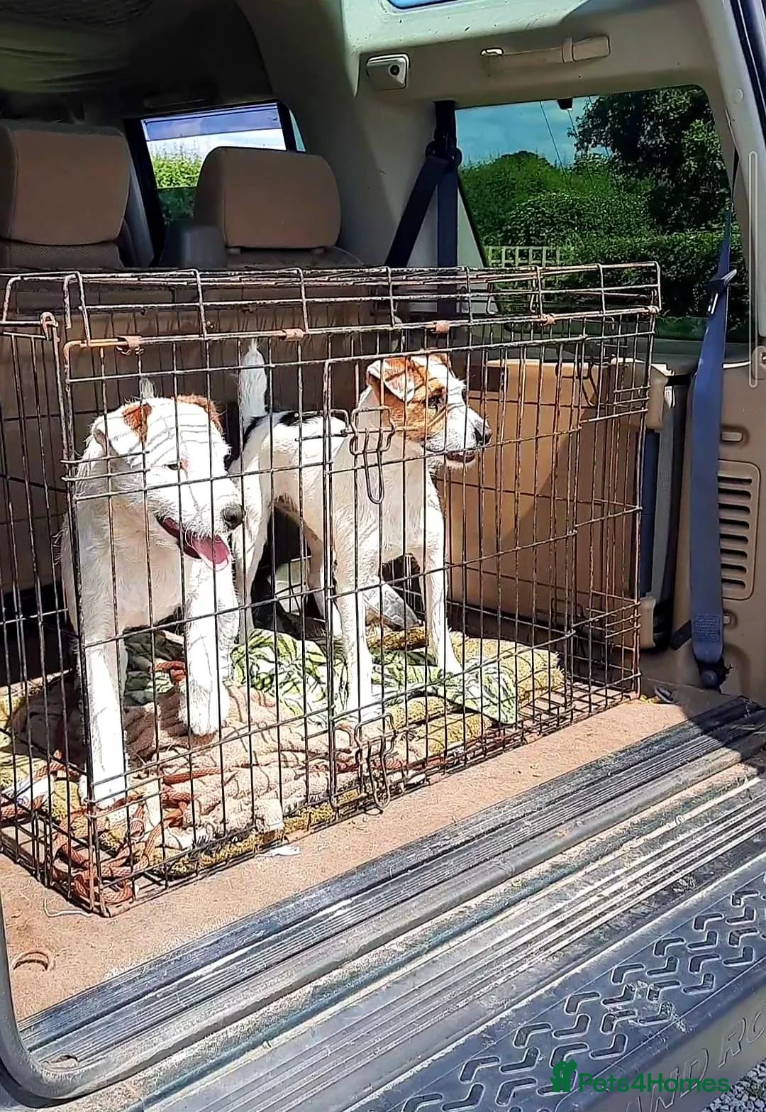 Jack Russell dogs for sale: Tremendous JRT pups  - Advert 20