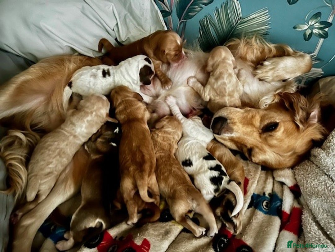 Cockapoo dogs for sale: Adorable Cocker/Cockapoo Puppies - Only 1 left! - Advert 9