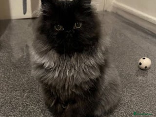 Persian cats - Advert 10