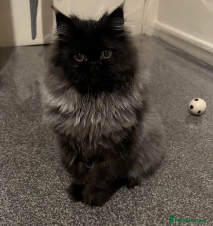 Persian cats - Advert 14