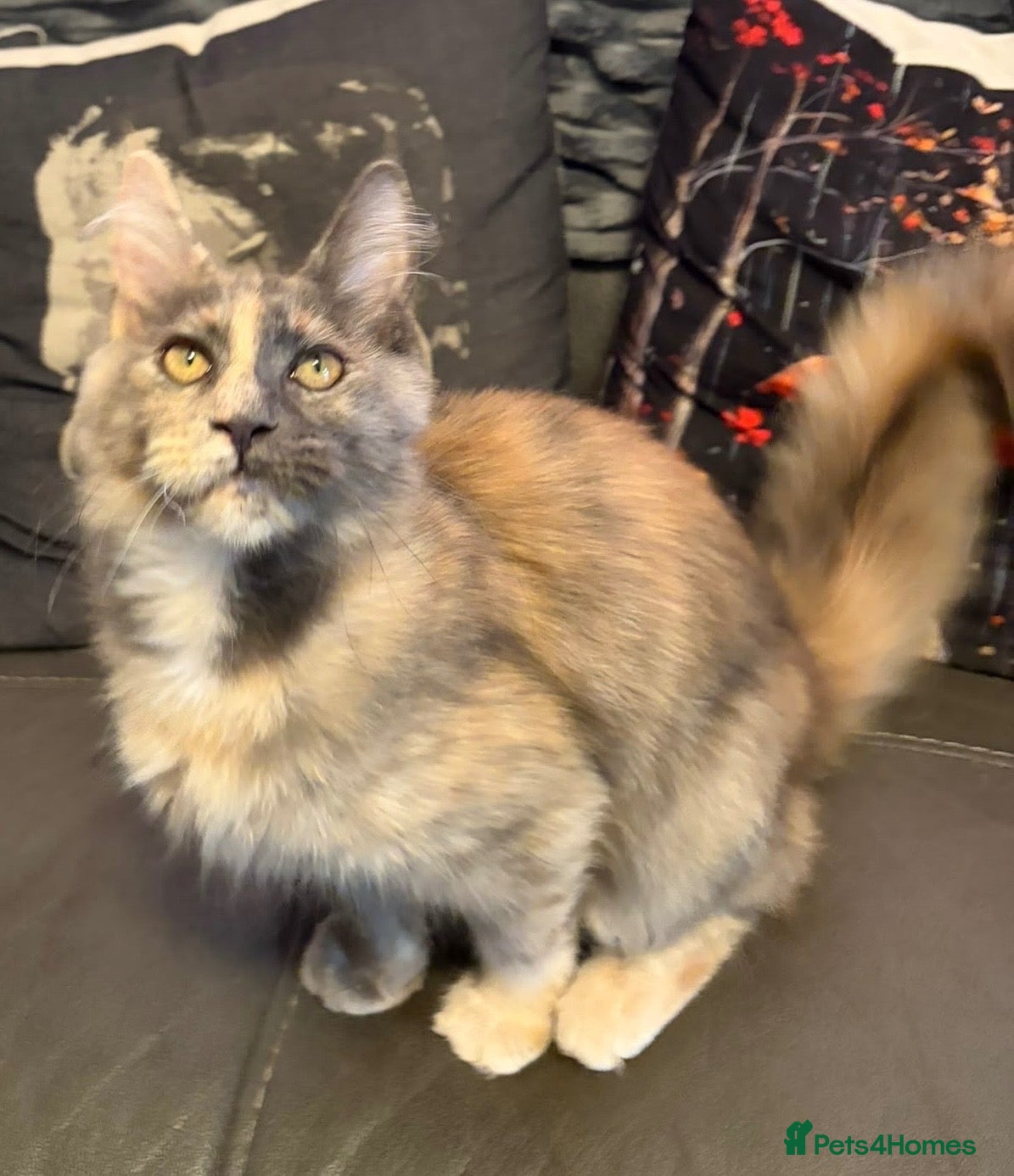 Maine Coon cats for sale: Reduced XL TICA Maine Coon Kitten active possible  - Advert 1