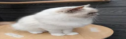 Ragdoll cats for sale: Females ragdoll as a pet or breeding  - Advert 9