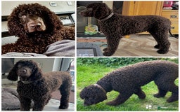 Irish Water Spaniel dogs for stud: Irish Water Spaniel Stud - Image 5