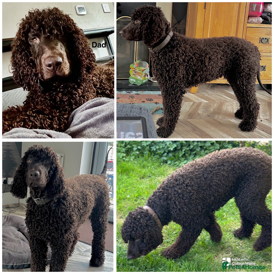 Irish Water Spaniel dogs for stud: Irish Water Spaniel Stud - Image 5