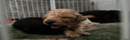 Cockapoo dogs for sale: Cockapoo Puppies  - Advert 10