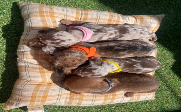 Miniature Dachshund dogs - Advert 1