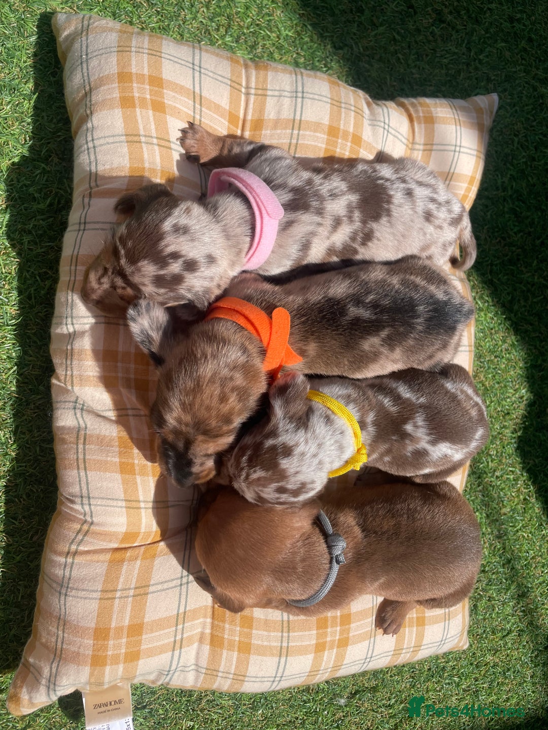 Miniature Dachshund dogs for sale: Stunning miniature type Dachunds  - Image 1