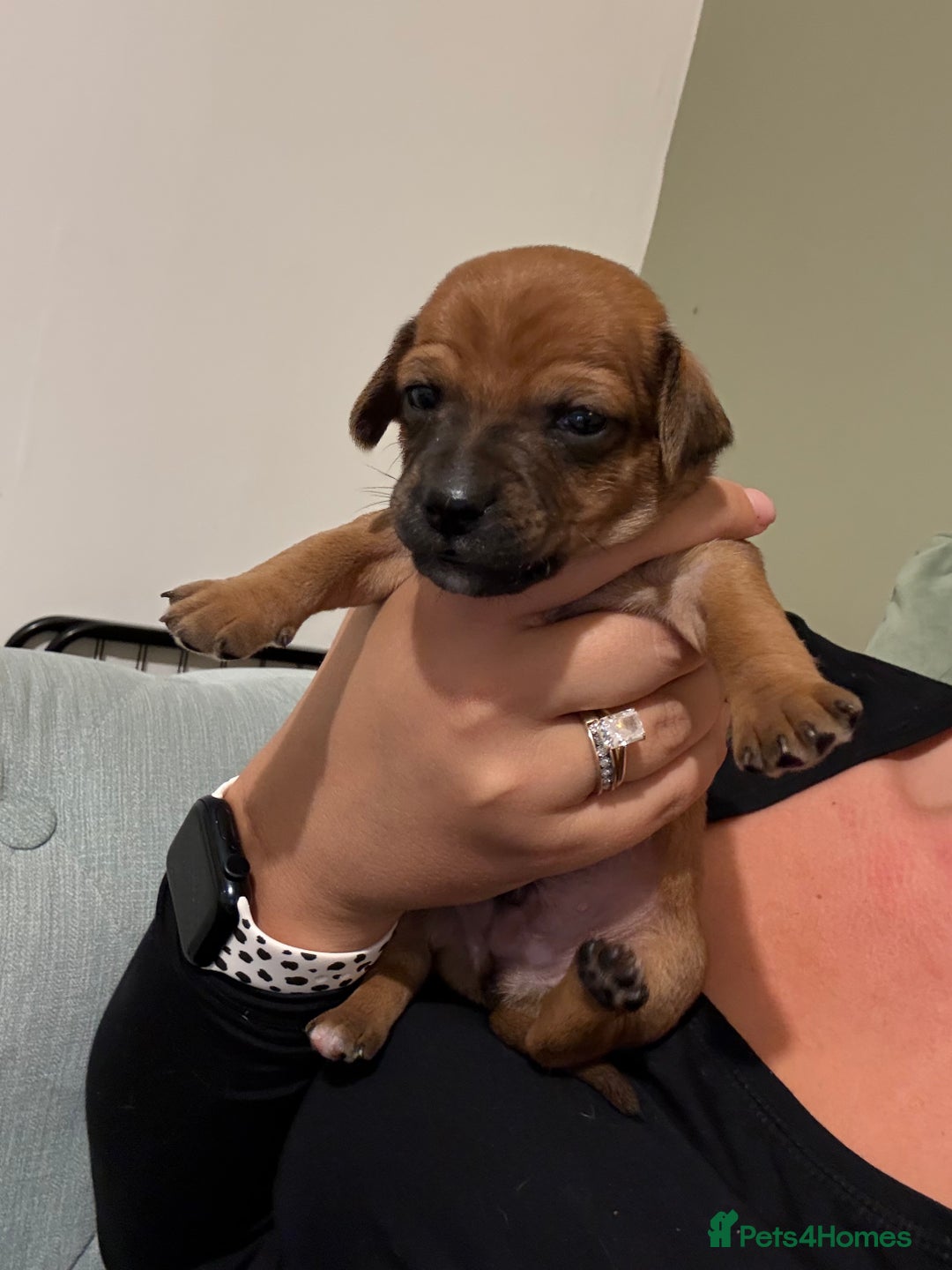 Mixed Breed dogs for sale: 🐾🤎 Adorable Dachshund Cross Puppies  - Image 20