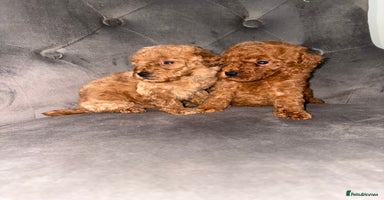 Miniature Poodle dogs - Advert 2
