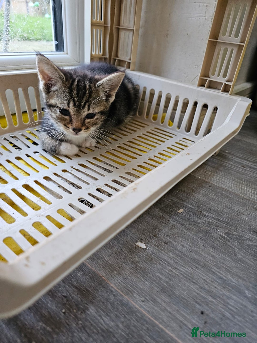 Mixed Breed cats for sale: 3 Adorable kittens  - Image 3