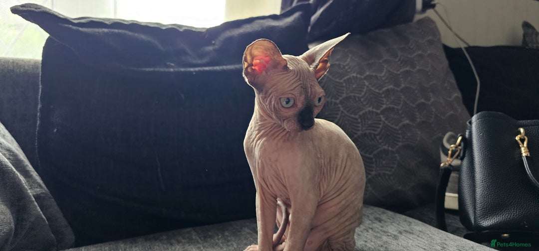 Sphynx cats for sale: Gccf sphynx kittens parents health tested  - Image 8