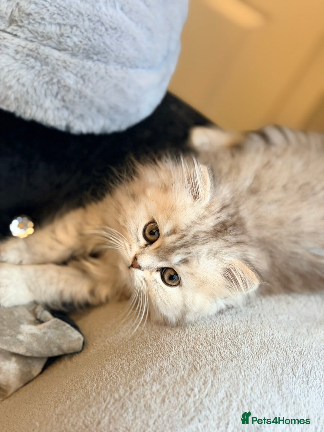 Scottish Fold cats for sale: Scottish fold kittens for sale! - Advert 24