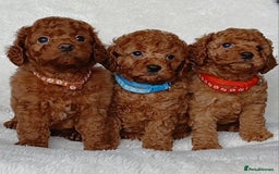 Cavapoo dogs for sale: Exquisite F1B Cavapoo Puppies - Image 2