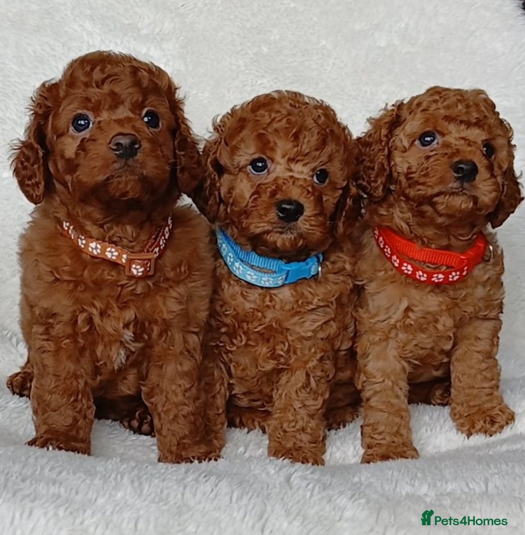 Cavapoo dogs for sale: Exquisite F1B Cavapoo Puppies - Image 2
