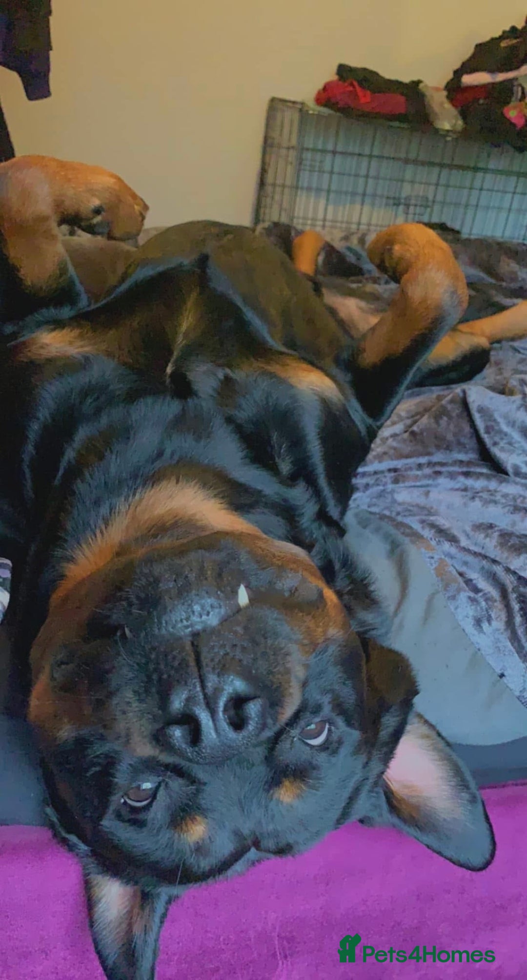 Rottweiler dogs for stud: Ralph the Rottweiler🔥 - Image 8