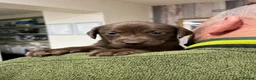 Labrador Retriever dogs for sale: Fully Health Tested KC Registered Labrador puppies - Advert 9