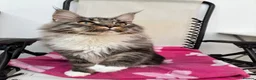 Maine Coon cats for sale: Only 1 boy left -sold !!! - Advert 2