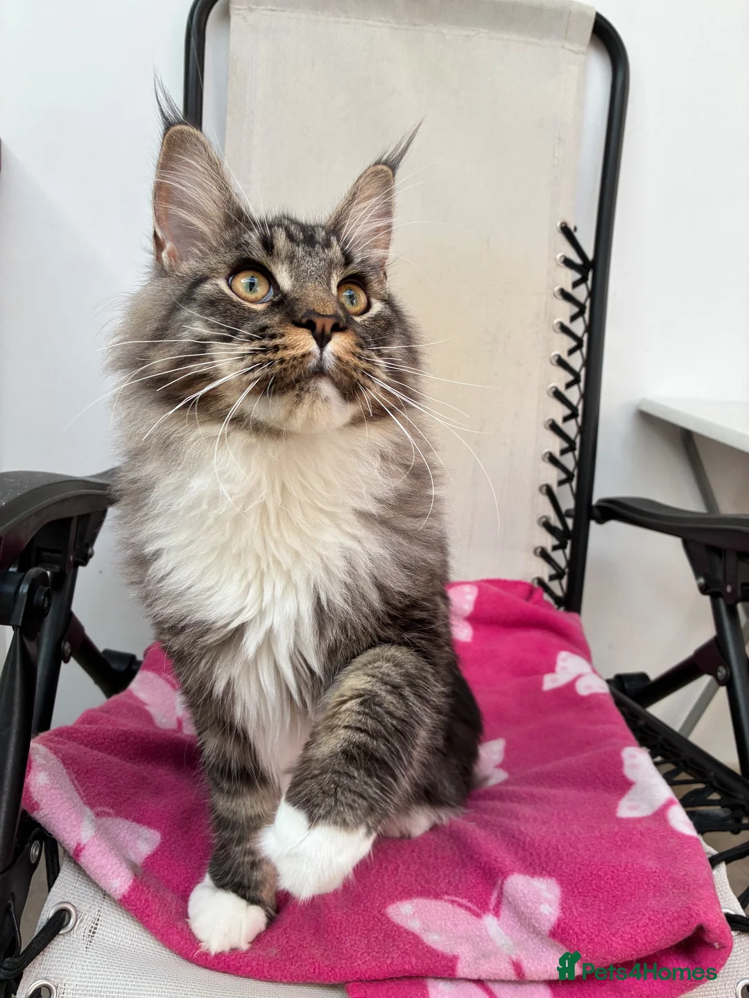 Maine Coon cats for sale: Only 1 boy left -sold !!! - Advert 2
