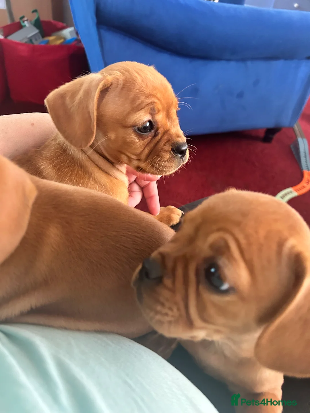 Mixed Breed dogs for sale: frenchel pups READY TO LEAVE - Advert 3