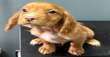 Cocker Spaniel dogs READY NOW FULLY VAX RED WORKING COCKER SPANIELS - Advert 3