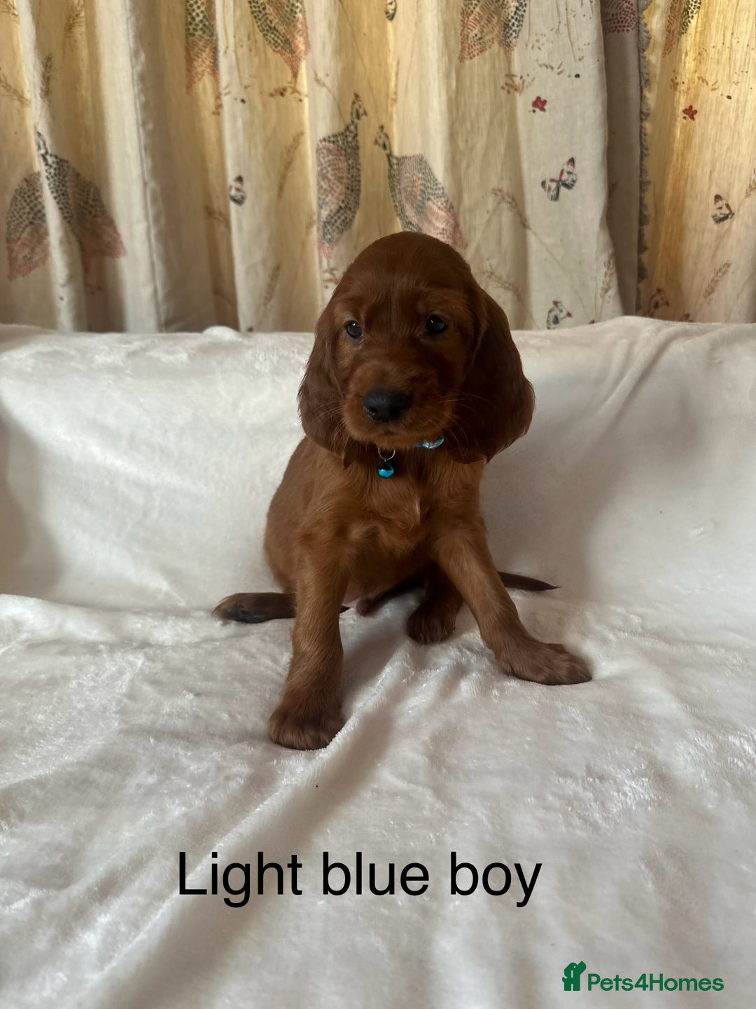 Irish Setter dogs for sale: Irish Setter Puppies 💜 - Image 17