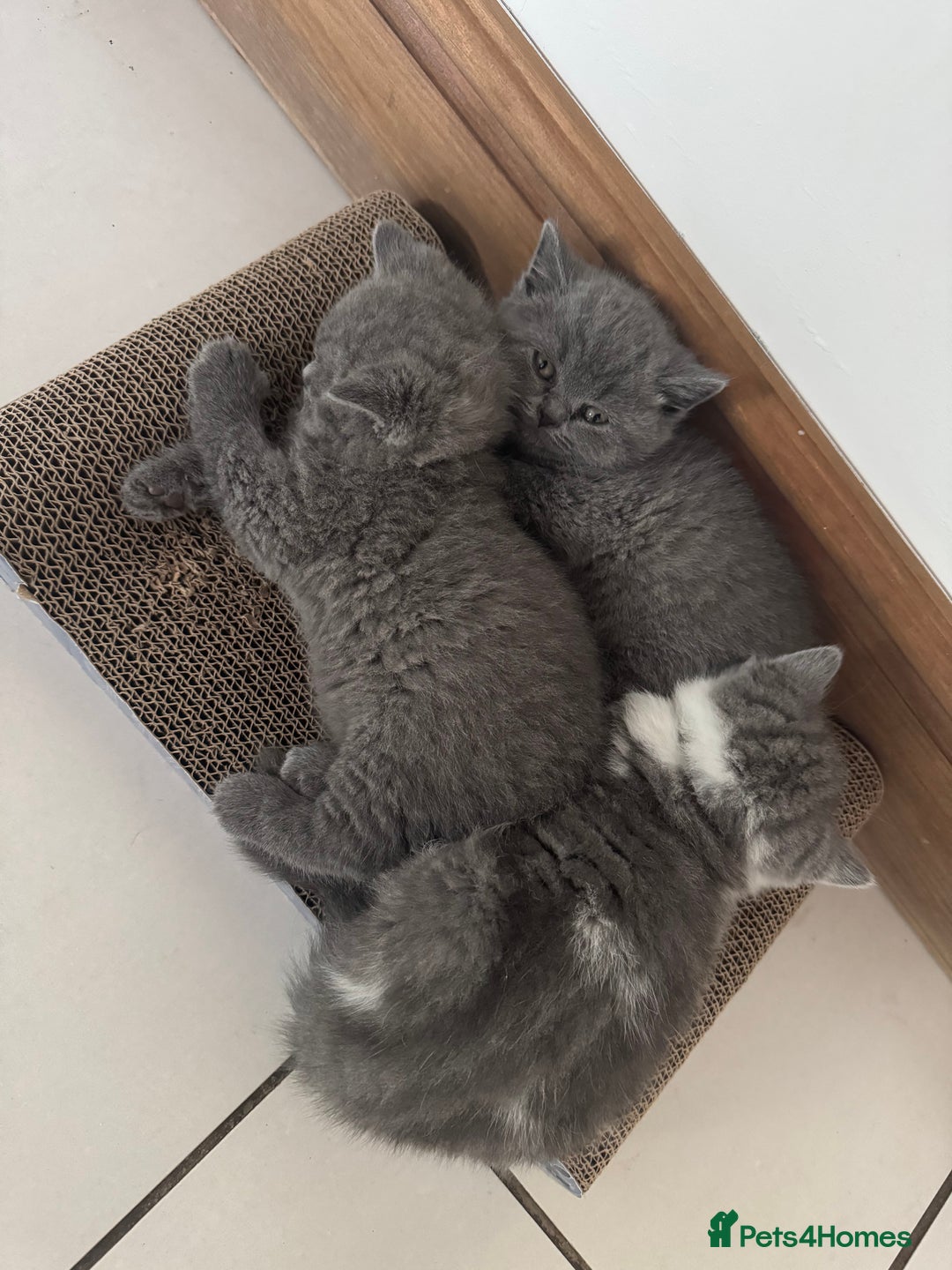 British Shorthair cats for sale: Pedigree British shorthair (Bi colour gene) in Birmingham - Image 16